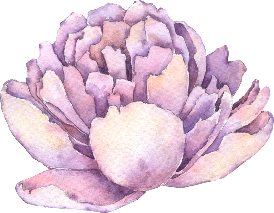 Violet Peony flower, Autumn flower watercolor