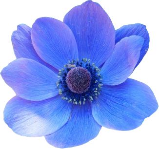 Watercolor Blue Flower